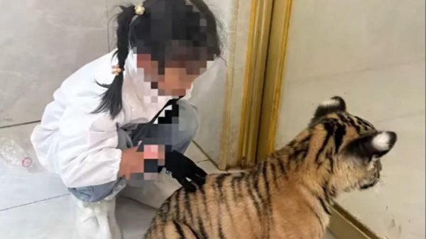 赢翻网配资 7岁女童被景区老虎咬伤，景区：已与家长协商一致并处理完毕
